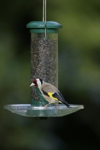 goldfinch