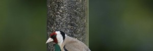 Goldfinch by Nigel Blake (rspb-images.com)