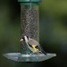 goldfinch Goldfinch by Nigel Blake (rspb-images.com)