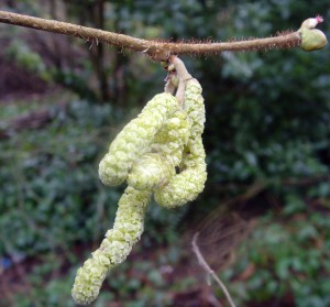 Male hazel Flowers - Credit Adrian Brooker, City of London Corporation