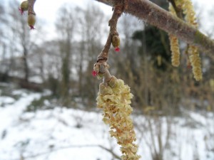 Female hazel Flowers - Credit Adrian Brooker, City of London Corporation