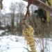 Female hazel Flowers Why, hello there Hazel!