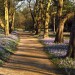 Crocuses in Cannizaro Park