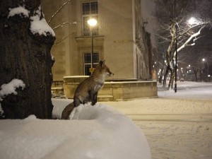 london_snow_fox