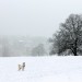 Snow on Hampstead heath