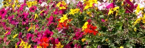 lorry and flowers