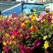 lorry and flowers