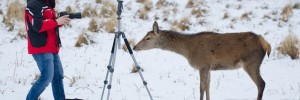 photographer_vs_deer001_lores