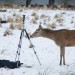 photographer_vs_deer001_lores
