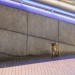 South Bank Fox