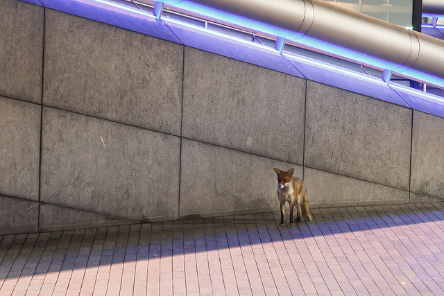 South Bank Fox