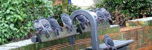 Excluded pigeon