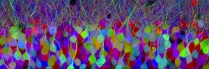 L0070467 Brainbow Image