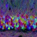 L0070467 Brainbow Image