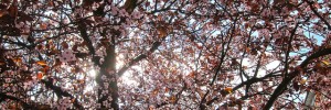 cherryblossom_220312
