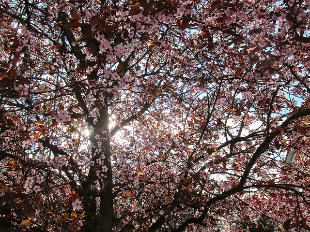 cherryblossom_220312