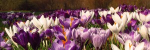 crocus