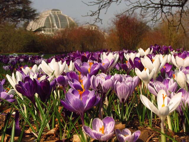 crocus