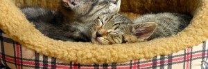 kittens_150312