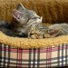 kittens_150312