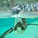 penguin penguin