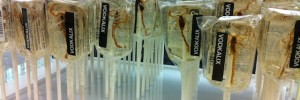 Scorpion lollipops.