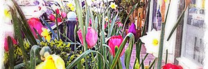 Spring flowers on Church Street, Twickenham by Andy Blackwell