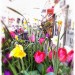 Spring flowers on Church Street, Twickenham by Andy Blackwell