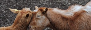 A sparring headbut between two contenders in last weekend's Goat Race