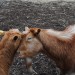 A sparring headbut between two contenders in last weekend's Goat Race