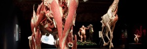 Asian Elephant. Copyright Natural History Museum