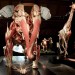 Asian Elephant Asian Elephant. Copyright Natural History Museum