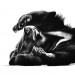 Richard Symonds, Bear bathing.