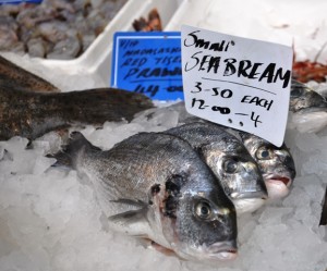 Gang of fish