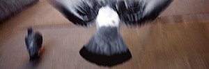 0305_pigeon