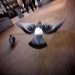0305_pigeon