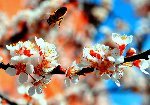 A London bee