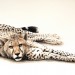 Dominique Salm, Do you mind