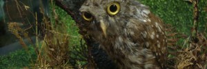 Florence's owl