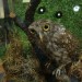 Florence's owl