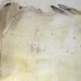 Claire Harkness, Oxpecker Ride (detail)