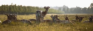 deerhamptoncourt_270512