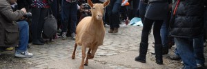 A goat, possibly being pursued by Cherie Blair