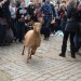 A goat, possibly being pursued by Cherie Blair