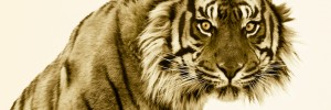 Tiger, Nature Reserve, UK © Roger Hooper