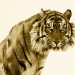 Tiger, Nature Reserve, UK © Roger Hooper