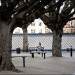 city-road-trees