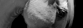 equusimage2