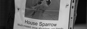 lostsparrow