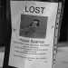 lostsparrow